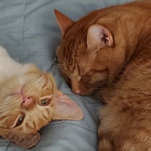 Meet your Posher, Cari